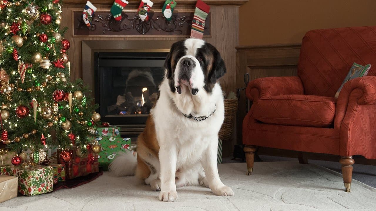 Beethoven sauve Noël backdrop