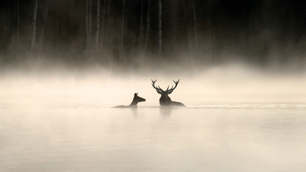 Whispers in the Woods backdrop