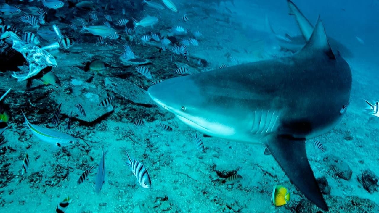 Raging Bulls backdrop