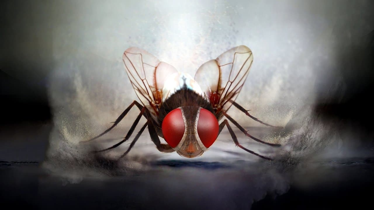 Eega backdrop