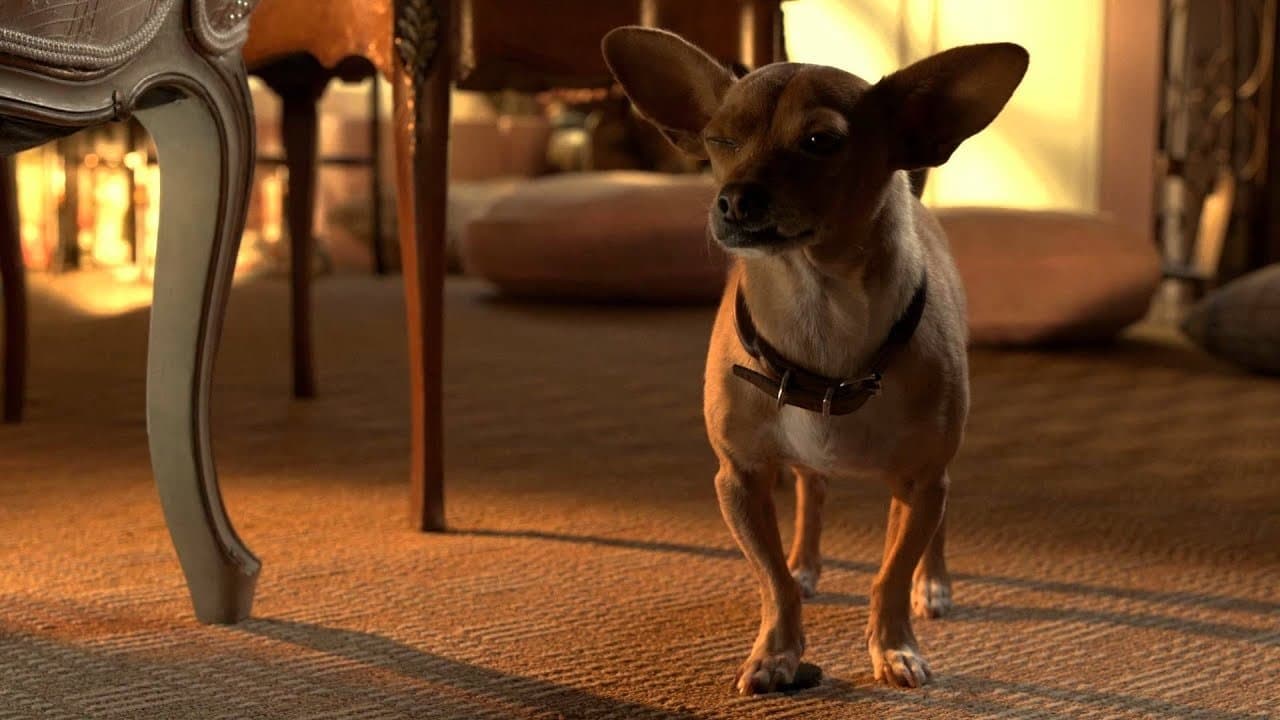 Beverly Hills Chihuahua 3: Laat Het Feest Beginnen! backdrop