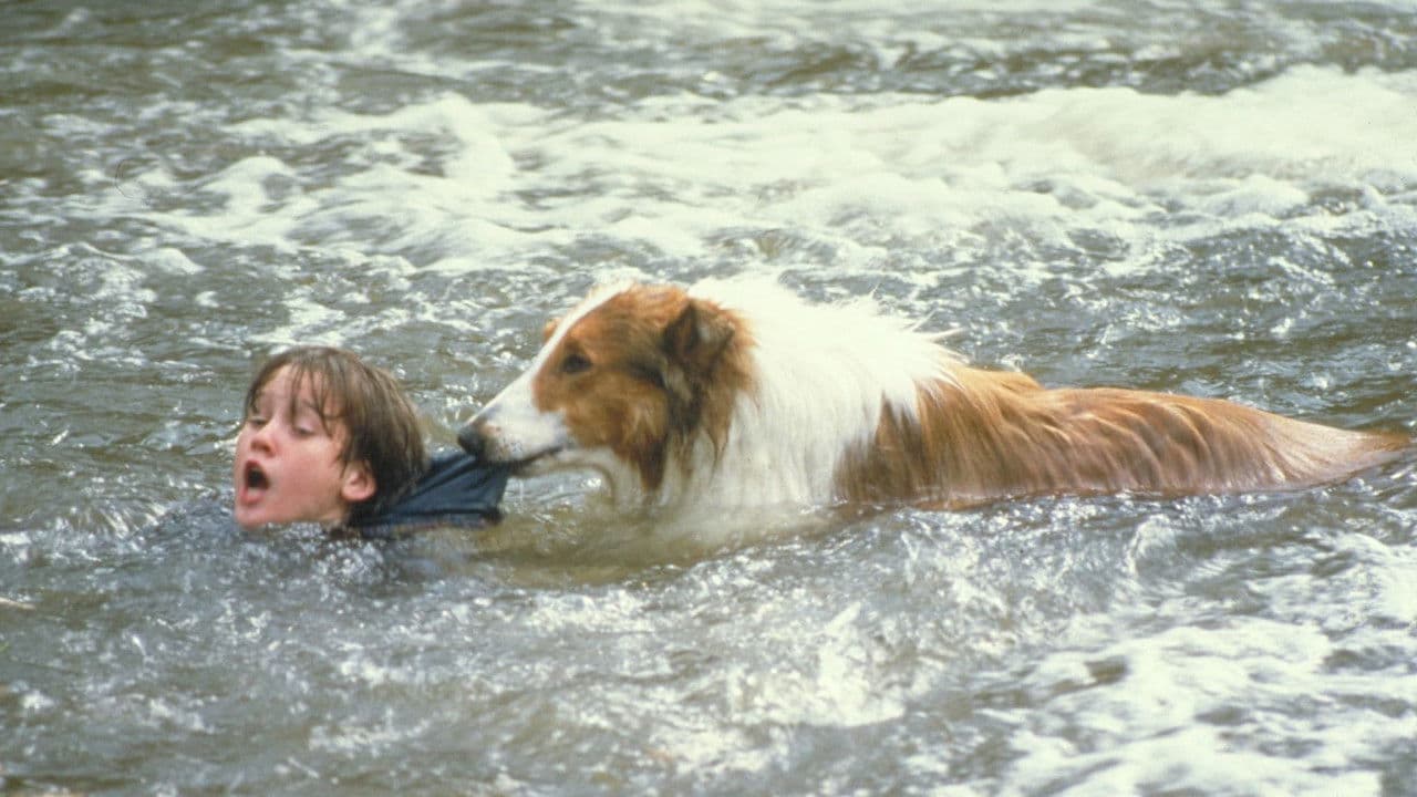 Lassie : Des amis pour la vie backdrop