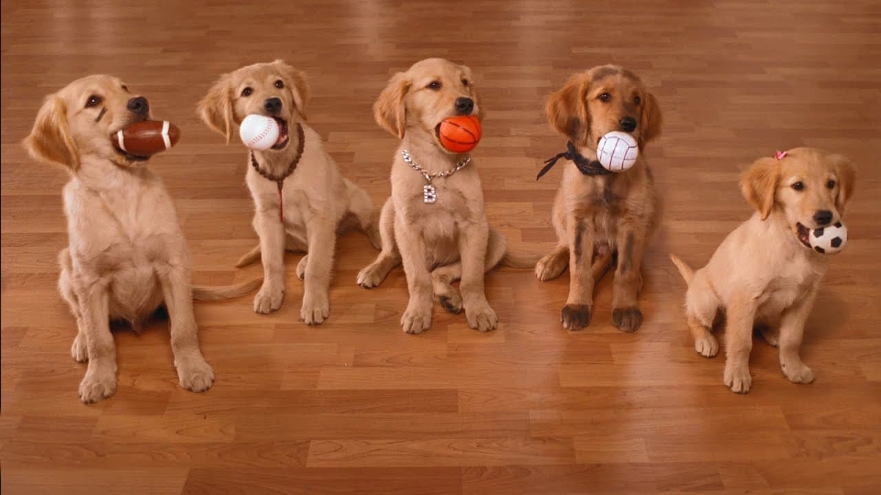 Air Buddies trailer thumbnail