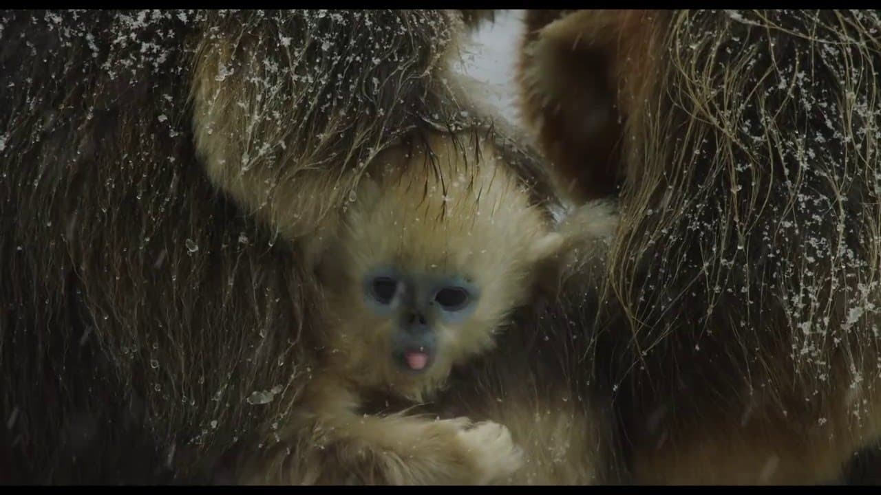 Nés en Chine trailer thumbnail