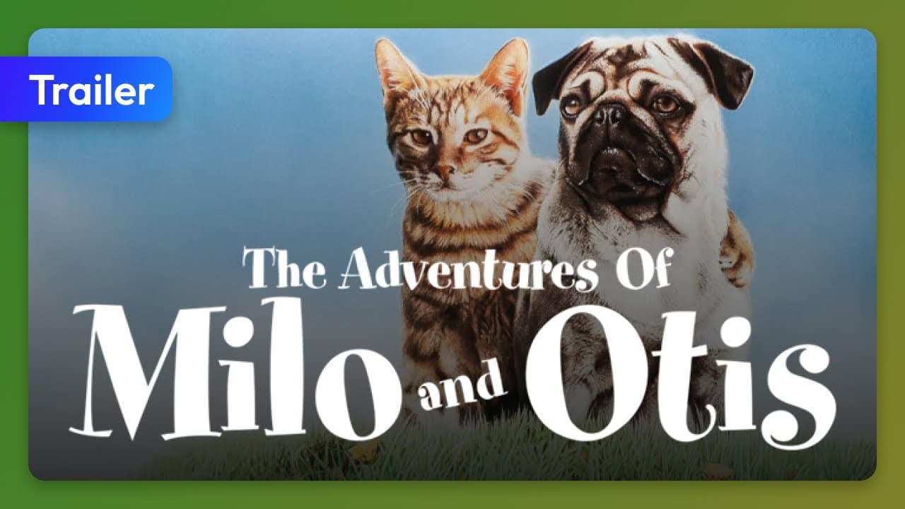 Les aventures de Chatran trailer thumbnail