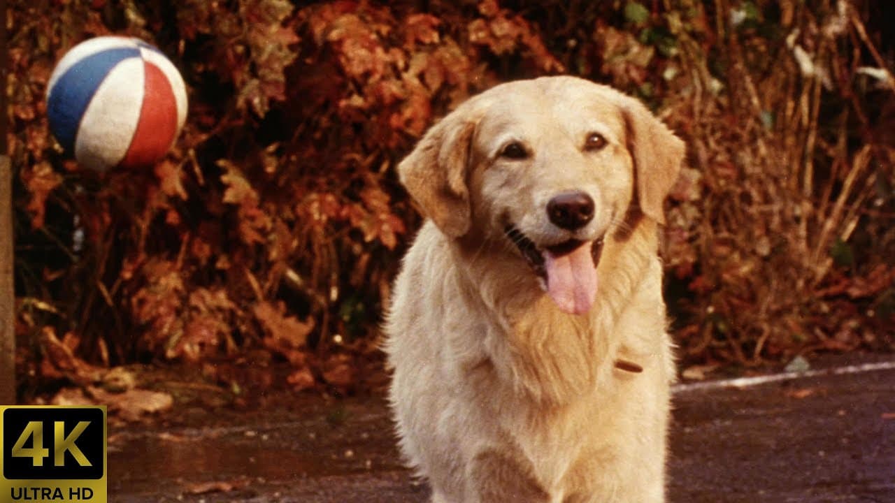 Air Bud trailer thumbnail