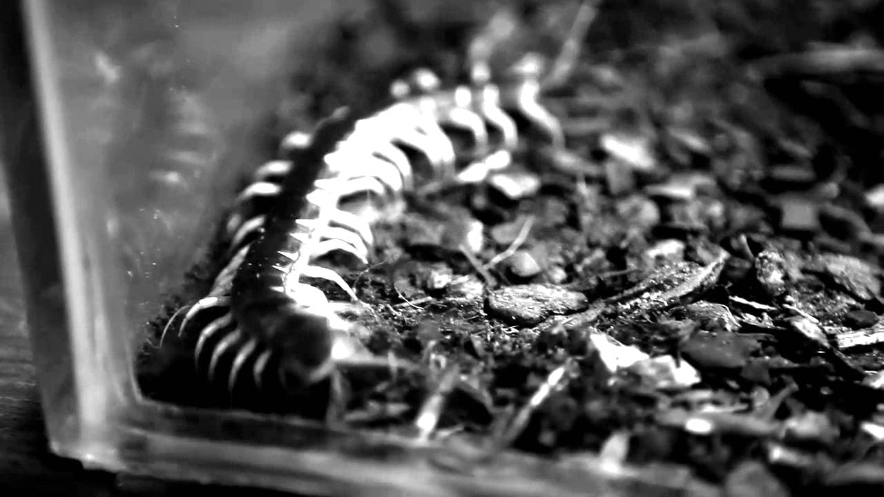 The Human Centipede 2 (Full Sequence) trailer thumbnail