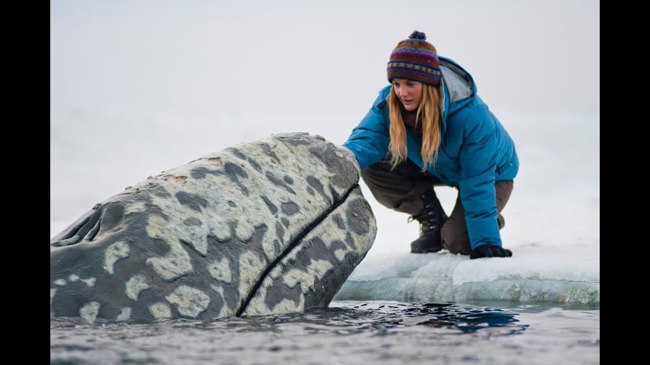 Big Miracle trailer thumbnail